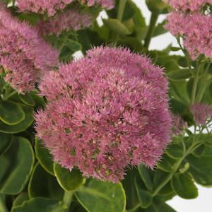 Sedum Spectacular