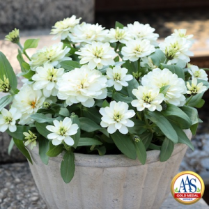 Zinnia Profusion Double White