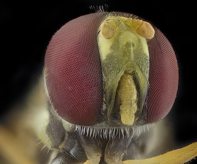 eye of the big-eyed fly