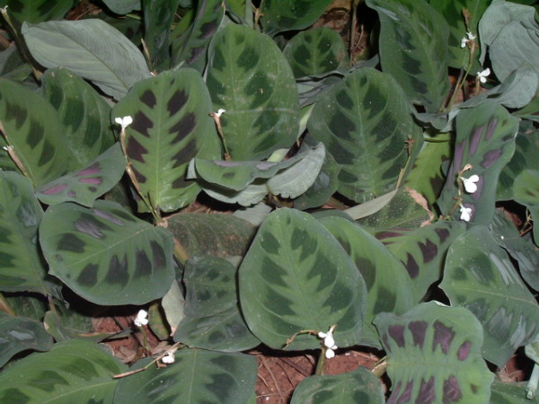 photo: Kurt Stüber - Creative Commons Attribution-Share Alike 3.0 Prayer Plant