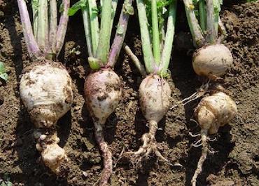 photo: Gerald Holmes, Strawberry Center, Cal Poly San Luis Obispo, Bugwood.org Turnips club root
