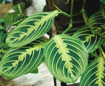 photo: University of California Marin County - Madison Inouye Leon lie prayer plant