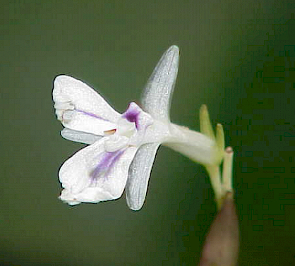 photo: Kurt Stüber - Creative Commons Attribution-Share Alike 3.0 Flower