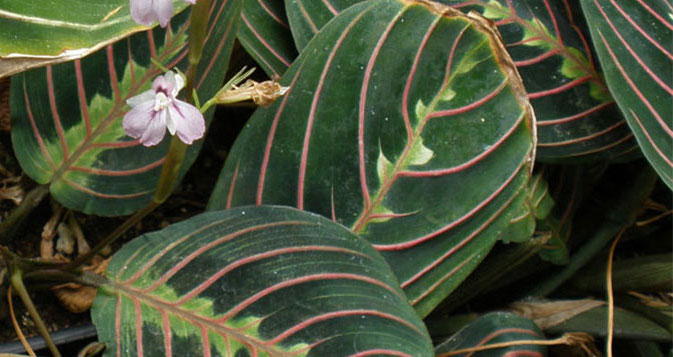 photo: University of Florida leaf pattern
