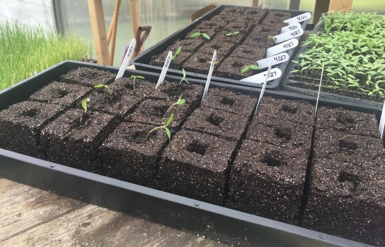soil blockers