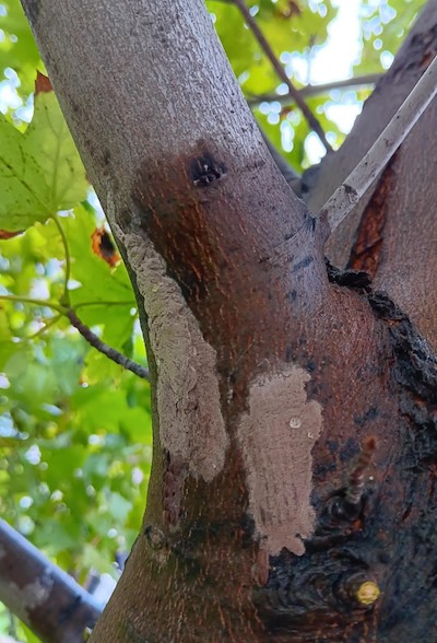 lanternfly egg masses