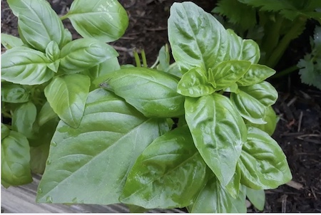 Genovese Basil