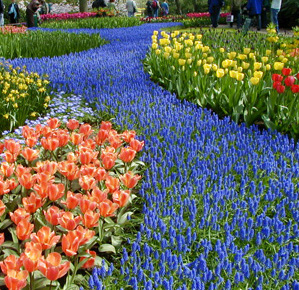 University of Wisconsin-Madison mass planting muscari