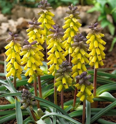 photo: © The Royal Horticultural Society Muscari macrocarpum