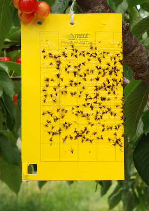 yellow sticky trap