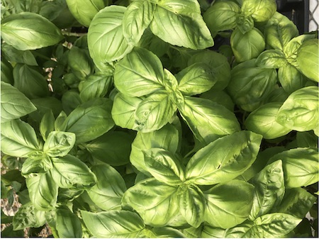 Basil Leaves
