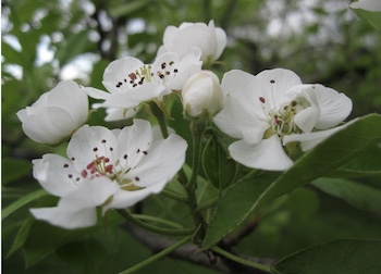 photo: University of New Hampshire Extension Pear Blossoms