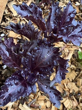 Purple Ruffles Basil