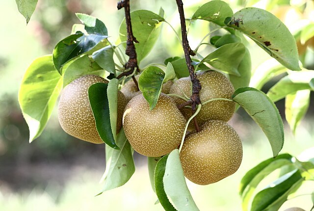 photo: Creative Commons Attribution-Share Alike 3.0 Asian pears