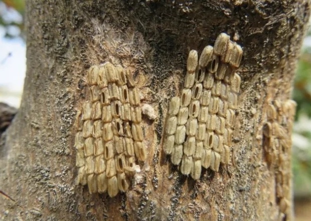 lanternfly egg masses