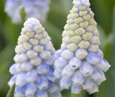 muscari