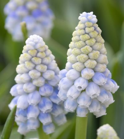 photo: Van Engelen Inc. Wholesale Flower Bulbs muscari alaska