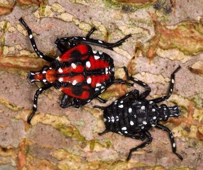 spotted lanternfly