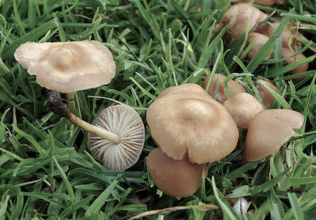 Marasmius oreades Mushroom