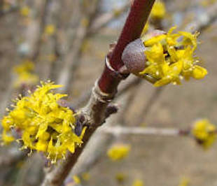 Cornus mas Flowers