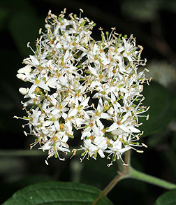 Silky dogwood Flower