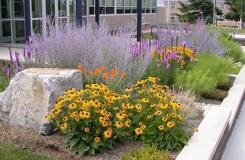 Xeriscaping plants