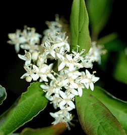 Gray Dogwood Flower