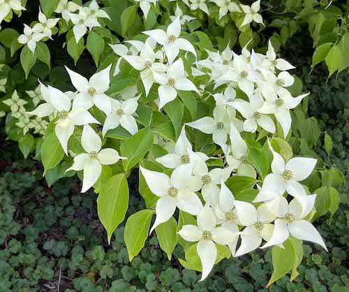 kousa dogwood flowers