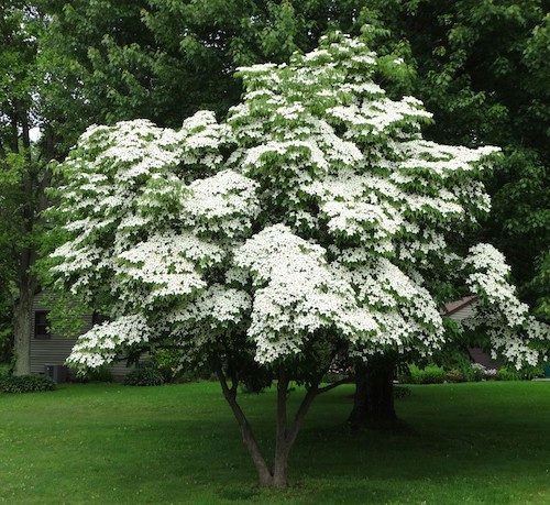 kousa dogwood tree