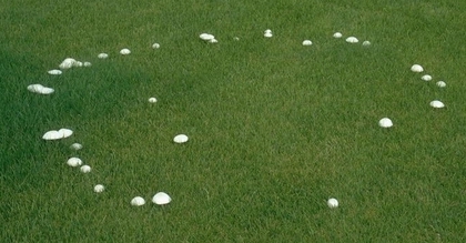 mushroom in lawn