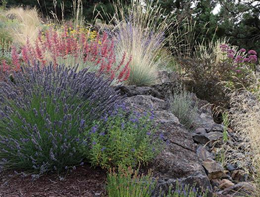 Xeriscaping on slope