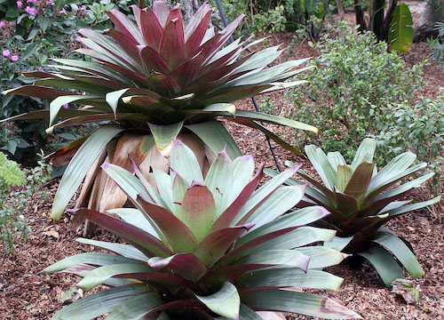 Alcantarea imperialis bromeliad