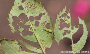 rose slug damage