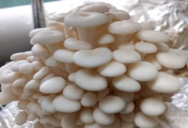 photo: Ohio State University Oyster Mushrooms