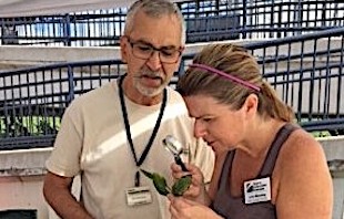Plant clinics