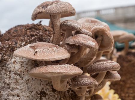 photo: US Department of Agriculture Shiitake Mushrooms
