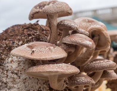 mushrooms
