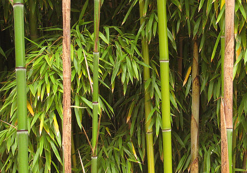 bamboo