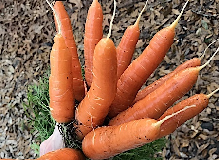 carrots