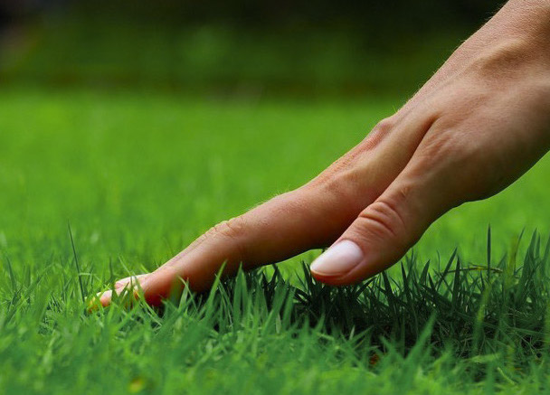 lawn grass