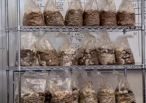 photo: Mira Chew, Orlin College mushrooms substrate