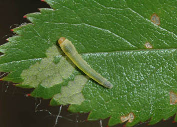 rose slug
