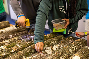 photo: University of Florida IFAS Mushrooms on Logs