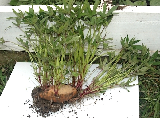 Sweet Potato Slips Propagation