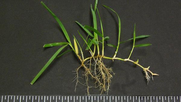 zoysiagrass stolon