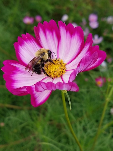 Bumblebee in Cosmos Flower