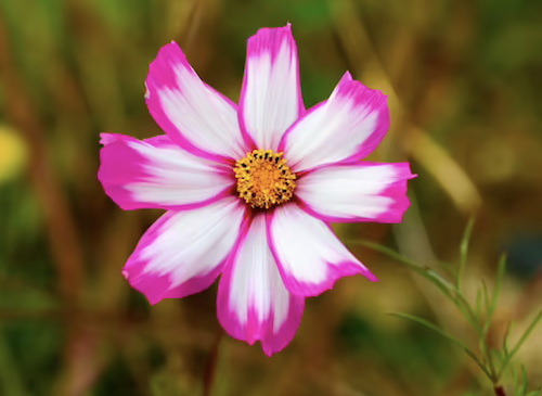 University of Illinois Cosmos Flower
