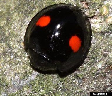 photo: Tom Murray, Bugwood.org Chilocorus kuwanaez lady beetle biological control