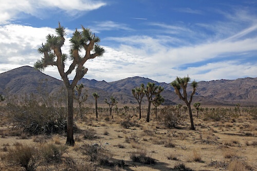 Joshua Trees (Yucca brevifolia)