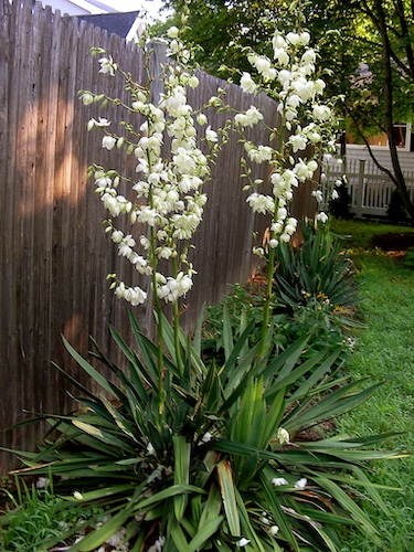 Yucca filamentosa